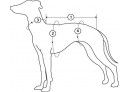 How to measure dogs' body